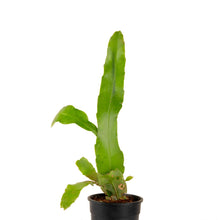 Brahma Kamal / Queen Of The Night - Flowering Plants