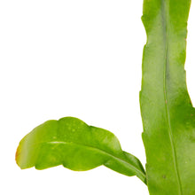 Brahma Kamal / Queen Of The Night - Flowering Plants