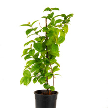 Rangoon Creeper - Creepers & Climbers