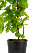 Rangoon Creeper - Creepers & Climbers