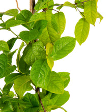 Rangoon Creeper - Creepers & Climbers