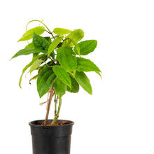 Thunbergia mysorensis - Creepers & Climbers