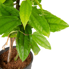 Thunbergia mysorensis - Creepers & Climbers