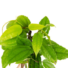 Thunbergia mysorensis - Creepers & Climbers