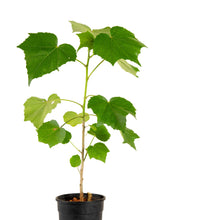 Hibiscus mutabilis/Cotton Rose - Flowering Plants