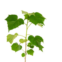 Hibiscus mutabilis/Cotton Rose - Flowering Plants