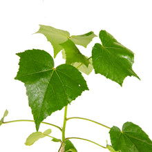 Hibiscus mutabilis/Cotton Rose - Flowering Plants