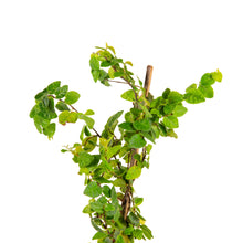 Wall Creeper/Ficus pumila - Creepers & Climbers