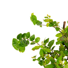 Wall Creeper/Ficus pumila - Creepers & Climbers