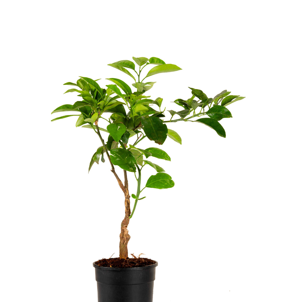 Vietnam Malta Mosambi- Fruits Plant & Tree– Exotic Flora