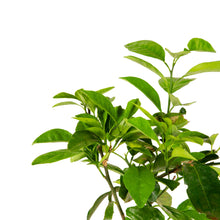 Vietnam Malta Mosambi- Fruits Plant & Tree