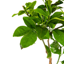 Vietnam Malta Mosambi- Fruits Plant & Tree