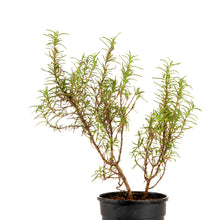 Rosemary Plant - Herbs