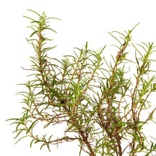 Rosemary Plant - Herbs