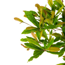 Miracle Fruit - Fruit Plants & Tree