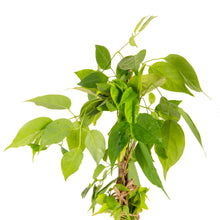 Flaming Trumpet - Creepers & Climbers