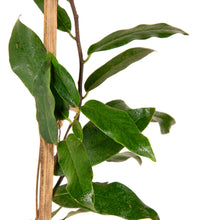 Gold fruit / Diospyros decandra - Fruits plant & Tree