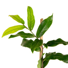 Gold fruit / Diospyros decandra - Fruits plant & Tree