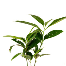 Magnolia Dwarf Coco - Flowering Shrubs