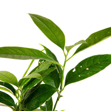 Magnolia Dwarf Coco - Flowering Shrubs