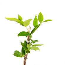 Water Apple Hybrid Red - Fruit Plants & Tree