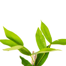 Water Apple Hybrid Red - Fruit Plants & Tree