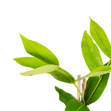 Water Apple Hybrid Red - Fruit Plants & Tree