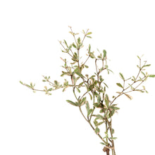 Terminalia mantaly Variegata - Avenue trees