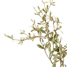 Terminalia mantaly Variegata - Avenue trees