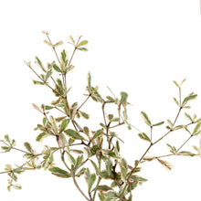 Terminalia mantaly Variegata - Avenue trees