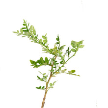 Maha/Akanda Bilva - Outdoor plant