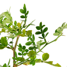 Maha/Akanda Bilva - Outdoor plant