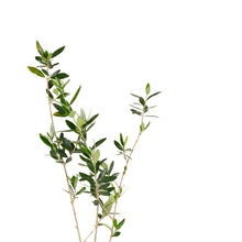 Olive Fruit Plant - Exotic Fruit Plant