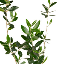 Olive Fruit Plant - Exotic Fruit Plant