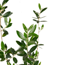 Olive Fruit Plant - Exotic Fruit Plant