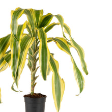 Yellow Dracaena - Indoor Plants