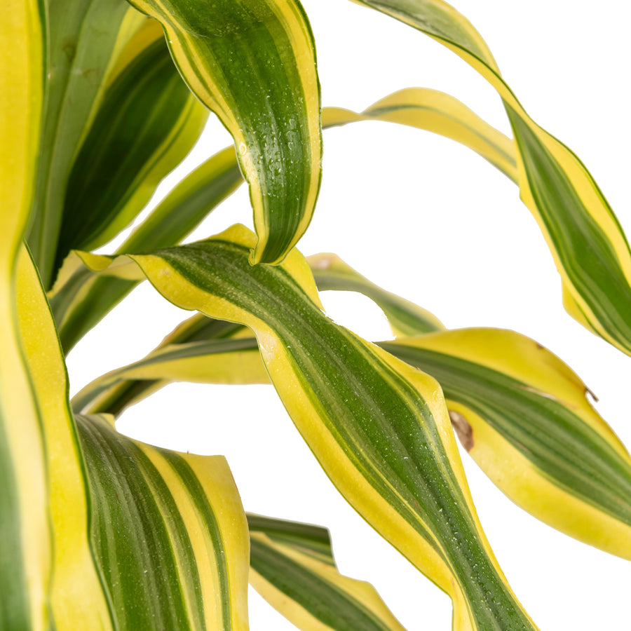 Yellow Dracaena