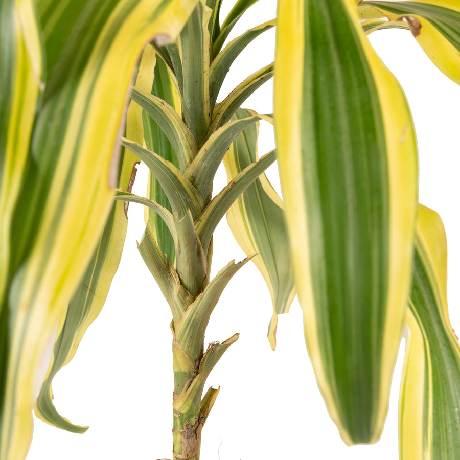 Yellow Dracaena