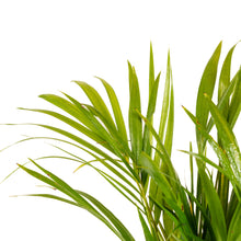 Areca Palm - Indoor/Outdoor Air-Purifying