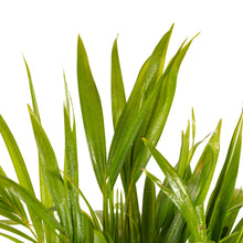 Areca Palm - Indoor/Outdoor Air-Purifying