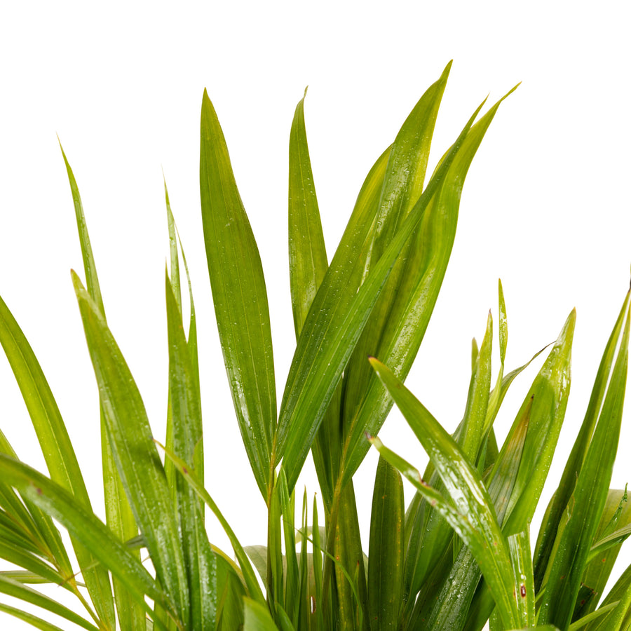 areca palm air purifying india Areca Palm