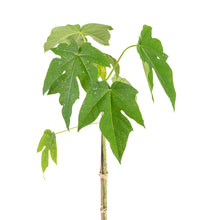 Red Papaya - Fruit Plants & Tree