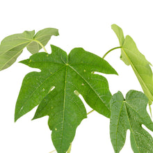 Red Papaya - Fruit Plants & Tree