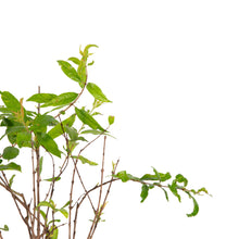 Pomegranate Bhagwa - Fruit Plants & Tree