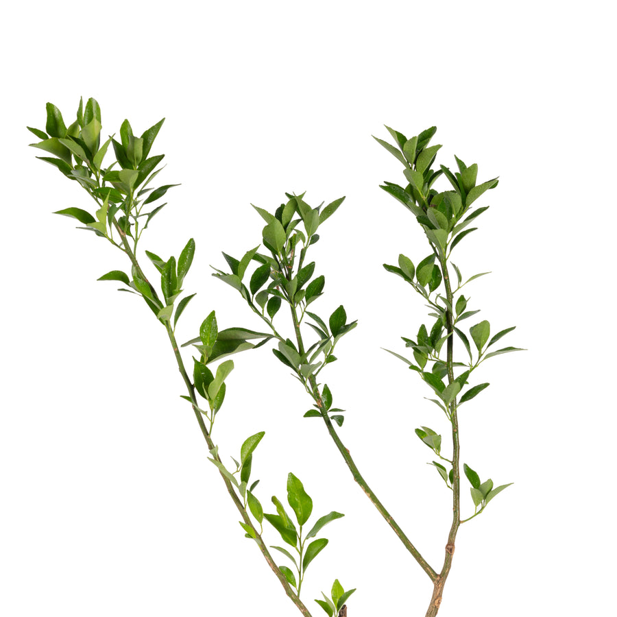 Orange Nagpur(Grafted) - Fruit Plants & Tree– Exotic Flora