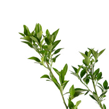 Orange Nagpur(Grafted) - Fruit Plants & Tree