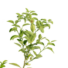 Lemon Balaji - Fruit Plants & Tree