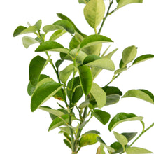 Lemon Balaji - Fruit Plants & Tree