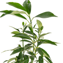 Sweet Lemon / Kumquat(Grafted) - Fruit Plants & Tree