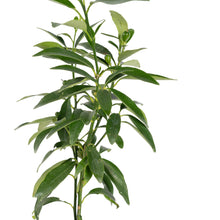 Sweet Lemon / Kumquat(Grafted) - Fruit Plants & Tree